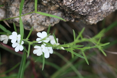 Striga densiflora